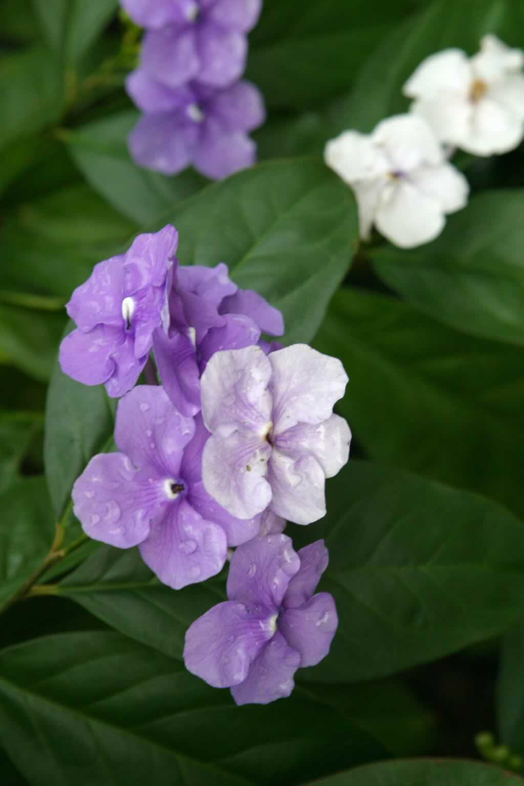yesterday.today.tomorrow.7791 Yesterday Today Tomorrow blooms in the Roji-En. Photo Credit: Michiko Kurisu, who's father Hoichi designed the gardens