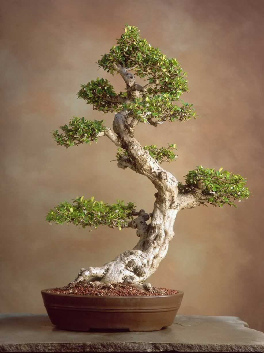 Bonsai