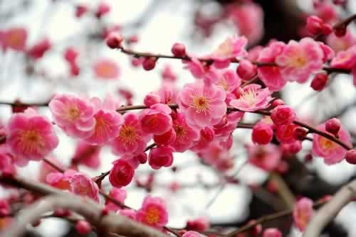 Spring Blossom