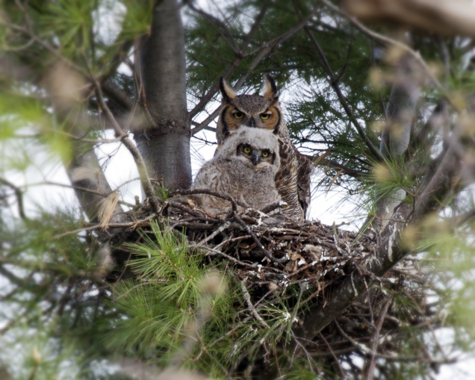Great_Horned_Owls_in_Nest