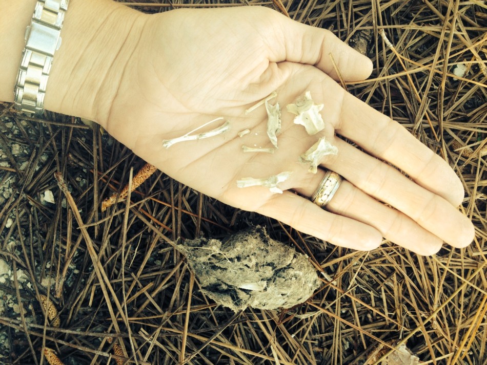 Owl pellet