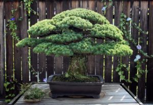 01bonsai.adapt.1190.1