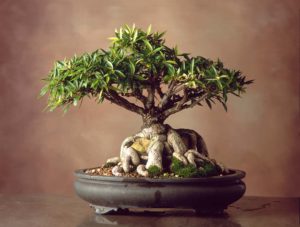 WEB-Willow-Leaf-Ficus-c