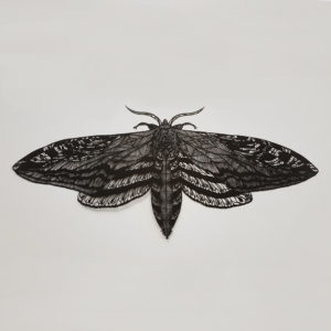 moth